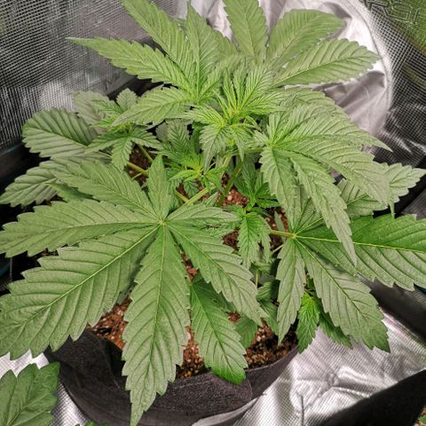 Banana Hammock auto growlog timeline photo