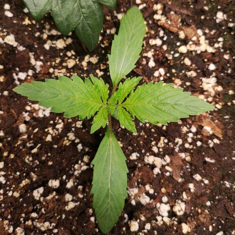 Sour d auto  growlog timeline photo