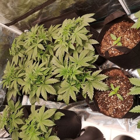 LBCOG auto growlog timeline photo