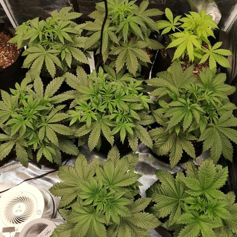 Pluto auto growlog timeline photo