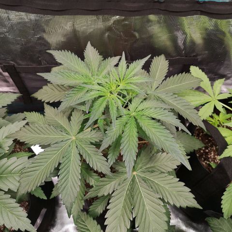 Crystal candy xl auto growlog timeline photo