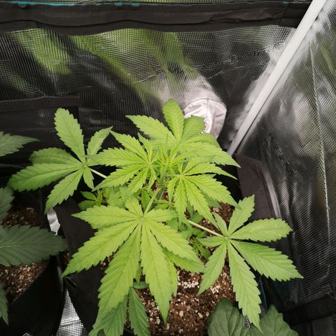 Dark devil auto growlog timeline photo