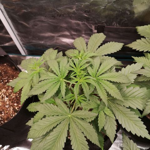 Pluto auto growlog timeline photo
