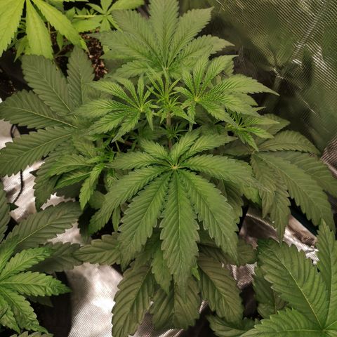 Og kush auto growlog timeline photo