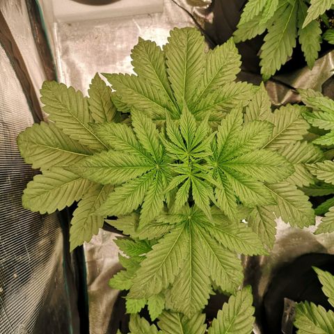 Purple thai auto  growlog timeline photo