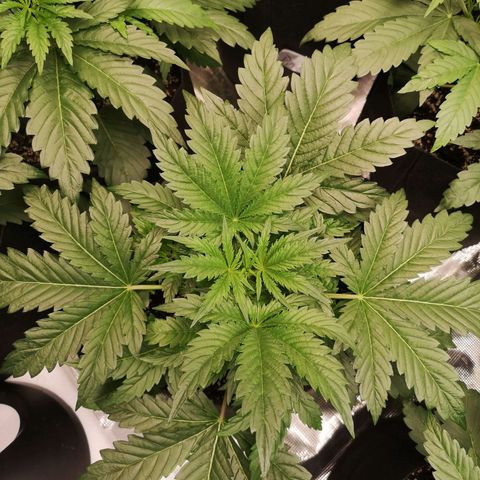 LBCOG auto growlog timeline photo