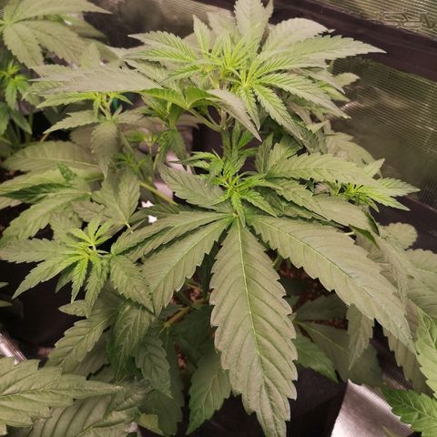 Pina rbx auto growlog timeline photo
