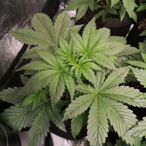 Banana Hammock auto growlog timeline photo