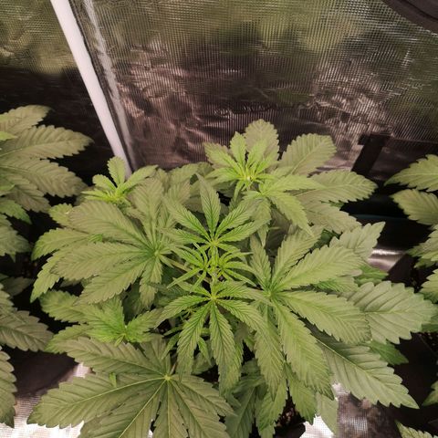 Pluto auto growlog timeline photo