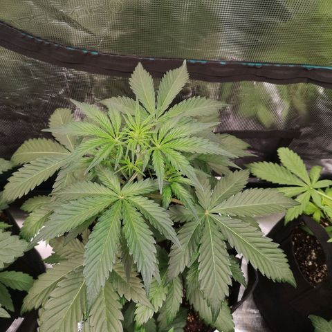 Crystal candy xl auto growlog timeline photo