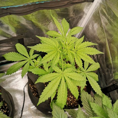 Dark devil auto growlog timeline photo