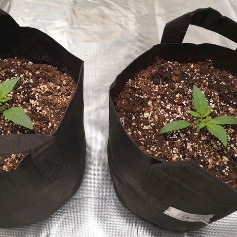 Sour d auto  growlog timeline photo