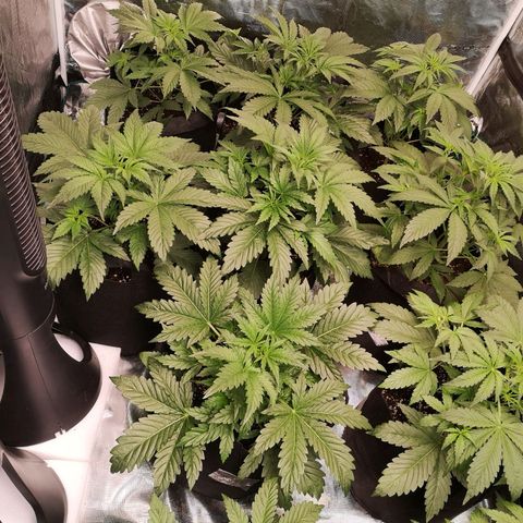LBCOG auto growlog timeline photo