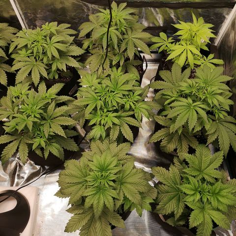 Pluto auto growlog timeline photo