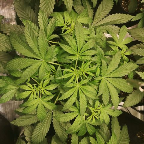Og kush auto growlog timeline photo