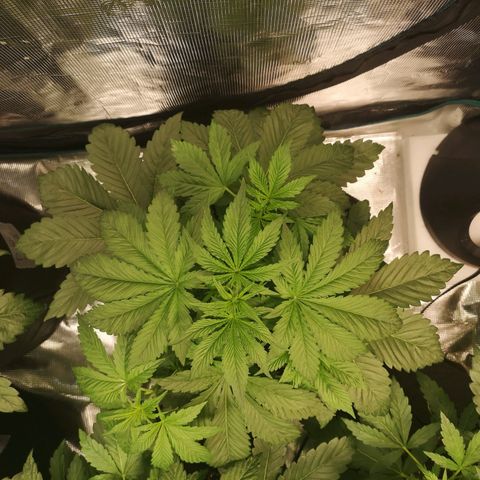 Purple thai auto  growlog timeline photo
