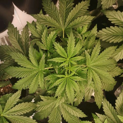 LBCOG auto growlog timeline photo