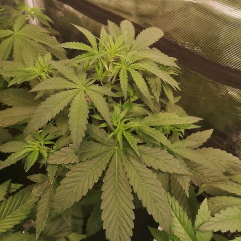 Pina rbx auto growlog timeline photo