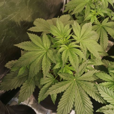 Banana Hammock auto growlog timeline photo