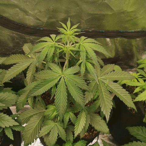 Crystal candy xl auto growlog timeline photo