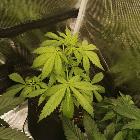 Dark devil auto growlog timeline photo