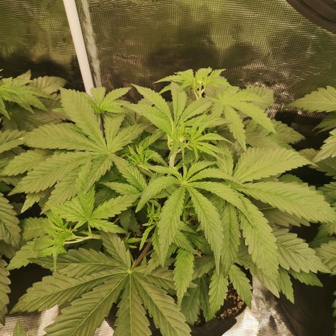 Pluto auto growlog timeline photo