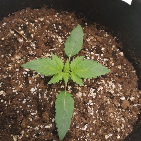 Sour d auto  growlog timeline photo