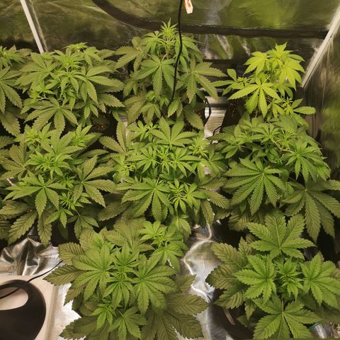 Pluto auto growlog timeline photo