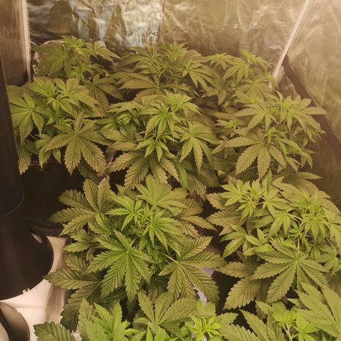 LBCOG auto growlog timeline photo