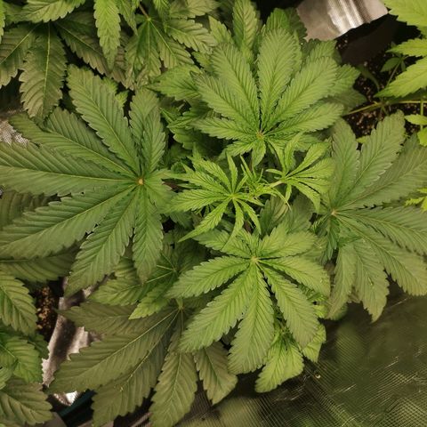 Og kush auto growlog timeline photo