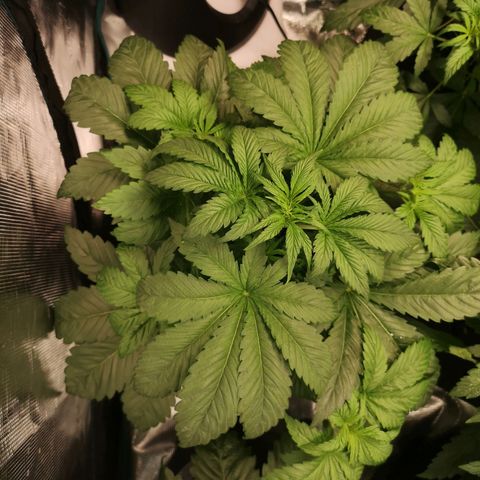 Purple thai auto  growlog timeline photo