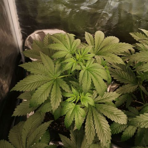 Banana Hammock auto growlog timeline photo