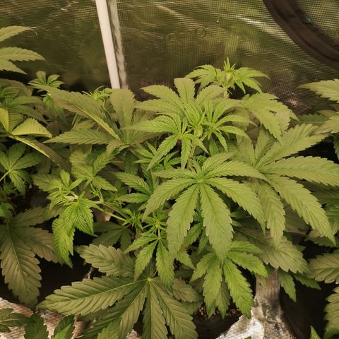 Pluto auto growlog timeline photo