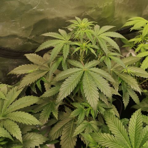 Crystal candy xl auto growlog timeline photo