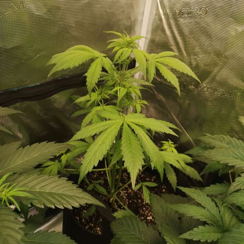 Dark devil auto growlog timeline photo