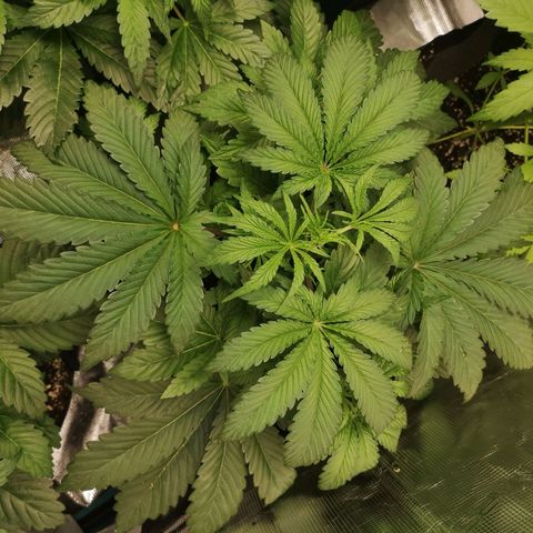 Og kush auto growlog timeline photo