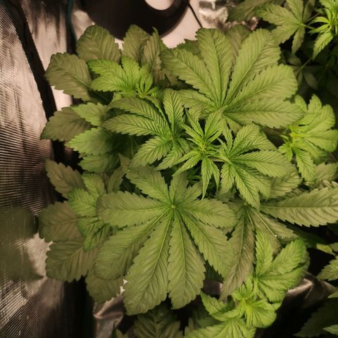 Purple thai auto  growlog timeline photo