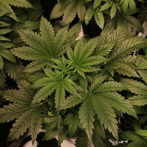 LBCOG auto growlog timeline photo