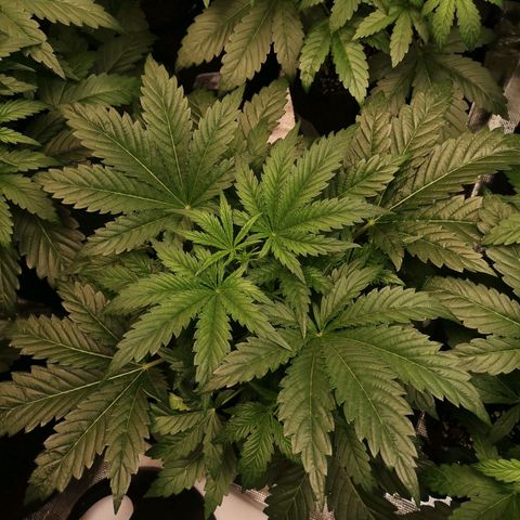 LBCOG auto growlog timeline photo