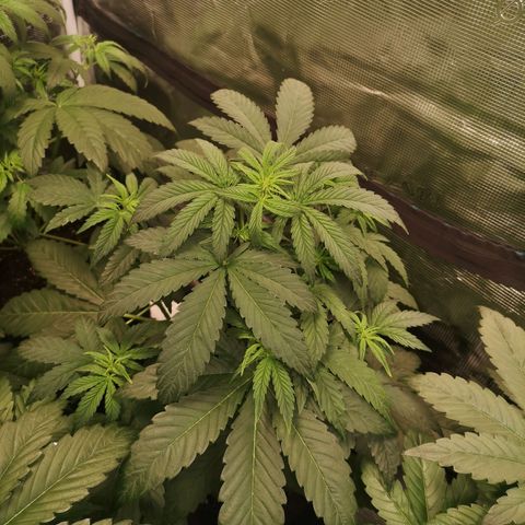 Pina rbx auto growlog timeline photo