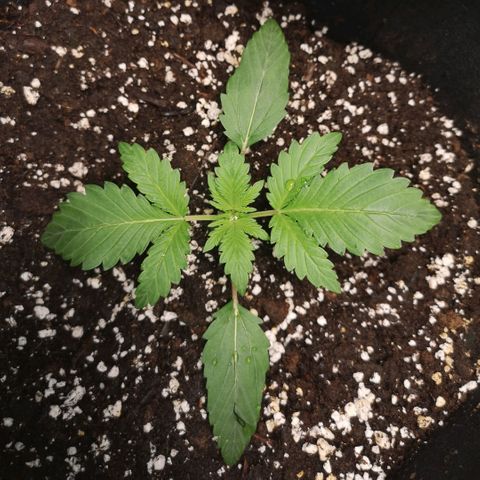 Sour d auto  growlog timeline photo