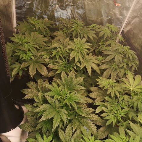 LBCOG auto growlog timeline photo