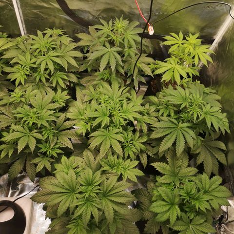 Pluto auto growlog timeline photo