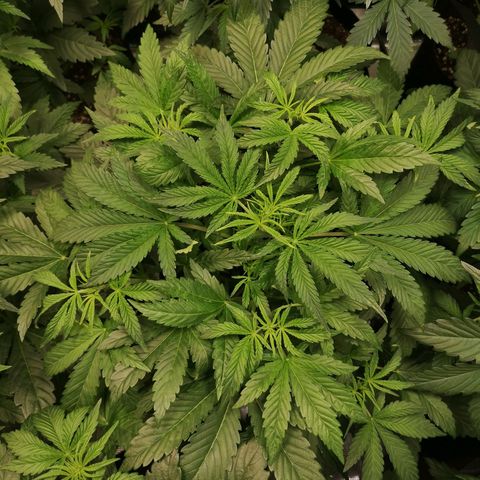 Og kush auto growlog timeline photo