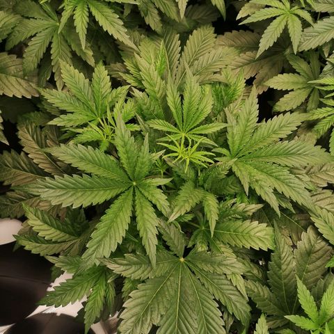 LBCOG auto growlog timeline photo