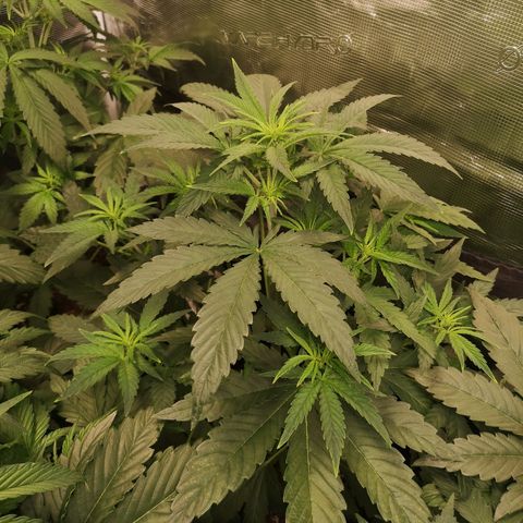 Pina rbx auto growlog timeline photo