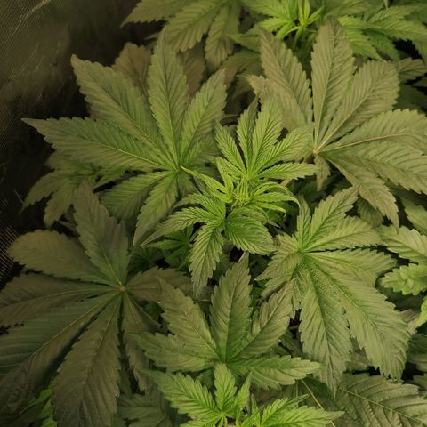 Banana Hammock auto growlog timeline photo