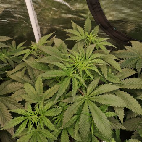 Pluto auto growlog timeline photo