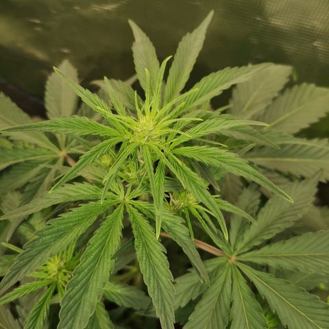 Crystal candy xl auto growlog timeline photo