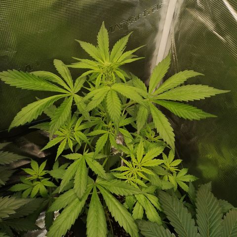 Dark devil auto growlog timeline photo